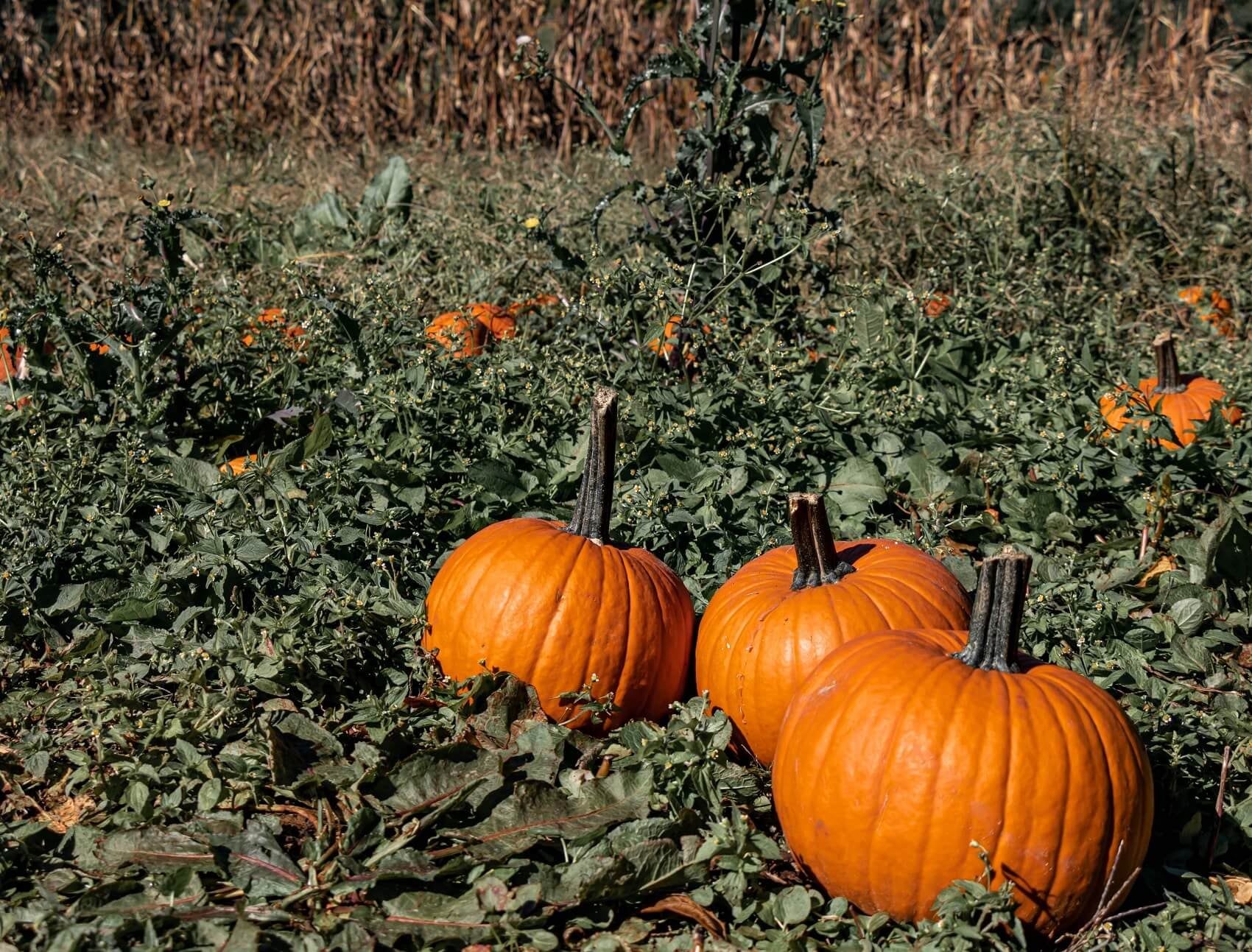 Ford Dealer near Piedmont OK